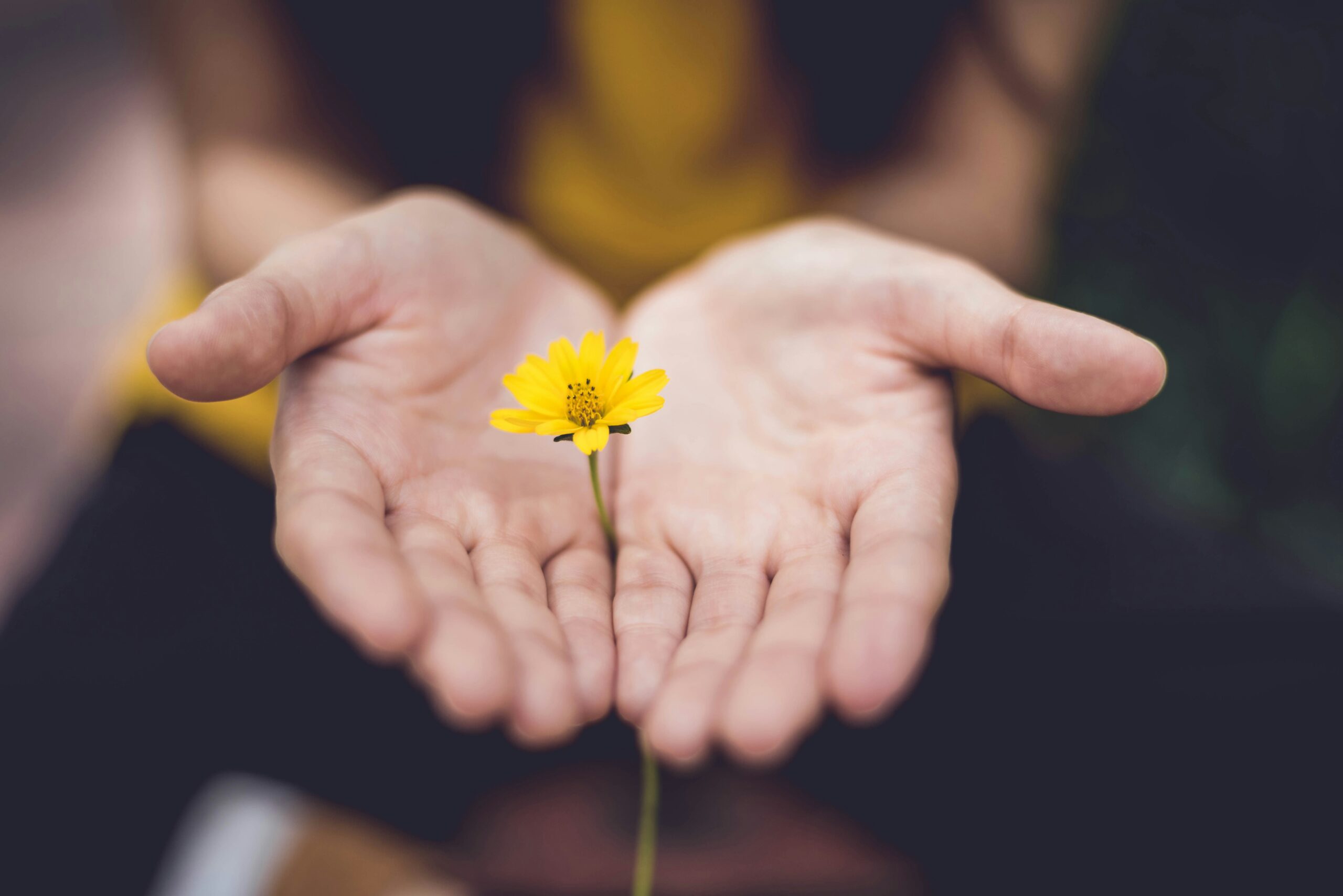 Hands gently holding a small yellow flower, symbolizing the nurturing support and growth facilitated by GiftAider for charitable donations.